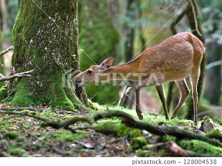 住在山腳下的野鹿 128004538