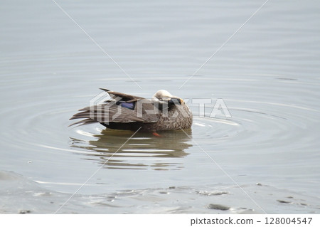 Arao City Port Wild Birds, Arao City Port Wild Birds, 128004547