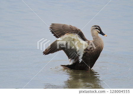 荒尾市港野生鳥類， 128004555