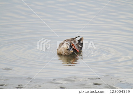 Arao City Port Wild Birds, 128004559
