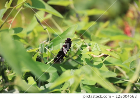 A close-up of a Chinese swallowtail butterfly larva 128004568