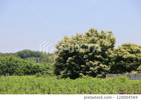 Chestnut tree in full bloom 128004569