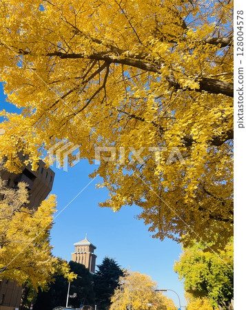 Autumn scenery of Minato Mirai, Japan Boulevard dyed golden Autumn scenery of Minato Mirai, Japan Boulevard dyed golden 128004578