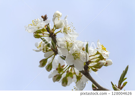Plum flowers Plum flowers 128004626