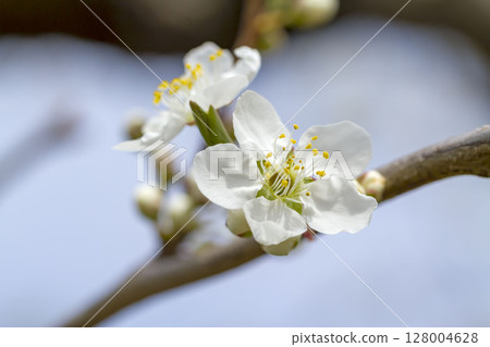 梅花 梅花 128004628