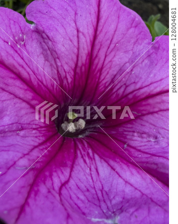 Detailed Macro of a Purple Petunia Bloom 128004681