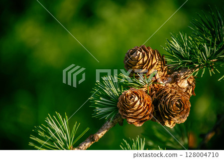 cones of a coniferous tree on a sunny day on a green background, a larch tree 128004710