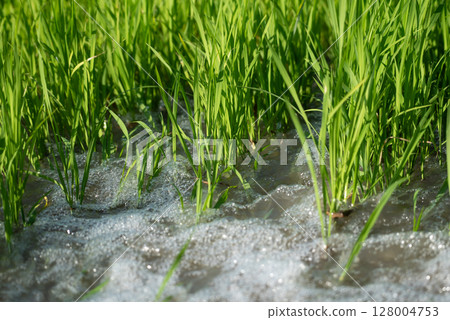 Watering nature of rice field on rice paddy 128004753
