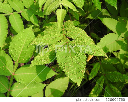 Wart-like worms on Nurde leaves 128004760