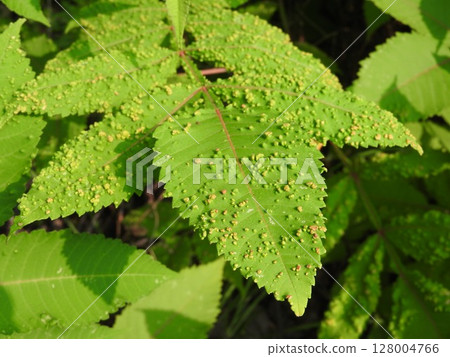 努爾德葉子上的疣狀蠕蟲 128004766