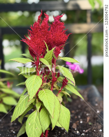 Vibrant Red Celosia Plant in Outdoor Planter Vibrant Red Celosia Plant in Outdoor Planter 128004792