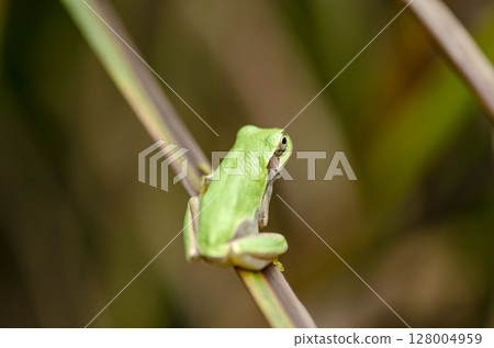 樹蛙 128004959