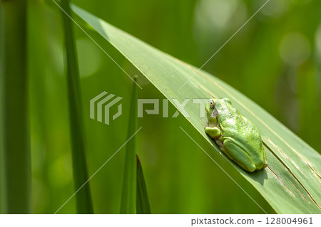Tree frog 128004961