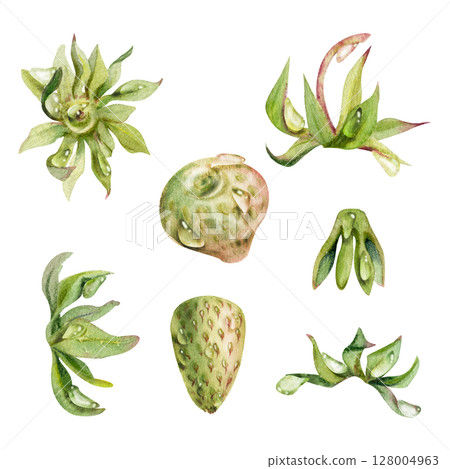Strawberry fruit receptacle seed pod torus cluster petals leaves on stem, forest pineberry strasberry snakeberry. Botanical isolated element illustration hand drawn in watercolor. Poster scrapbooking 128004963