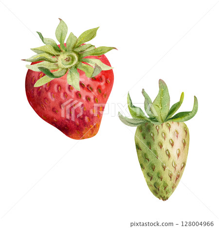 Strawberry ripe fruit with leaves crown receptacle, garden strasberry pineberry berry. Botanical isolated illustration hand drawn in watercolor. Home preserves cookbook, grocery store food closeup 128004966