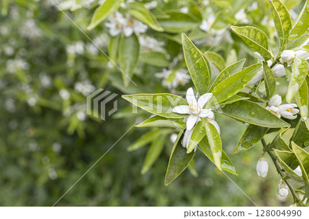 Sudachi flowers after the rain 128004990