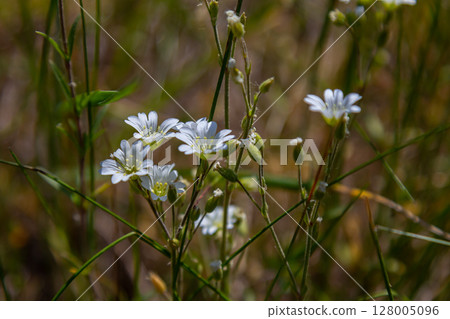 Cerastium arvense blooms in early June in the garden. Cerastium arvense, field mouse-ear and field chickweed, is a species of flowering plant in the pink family Caryophyllaceae. Berlin, Germany Cerastium arvense blooms in early June in the garden. Cerastium arvense, field mouse-ear and field chickweed, is a species of flowering plant in the pink family Caryophyllaceae. Berlin, Germany 128005096