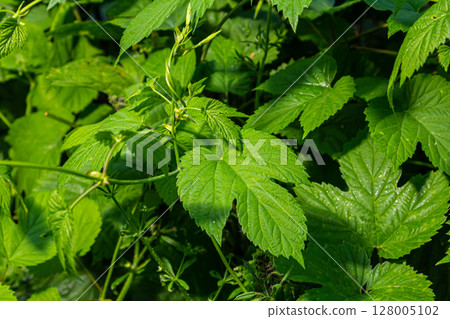 hop leaves. Humulus. green leaves of a climbing plant. natural autumn background, leaves close up. light, bright hop leaves. hop leaves. Humulus. green leaves of a climbing plant. natural autumn background, leaves close up. light, bright hop leaves. 128005102