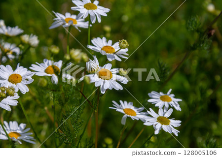Matricaria chamomilla, commonly known as chamomile, wild chamomile, blue chamomile, or scented mayweed. A piece of the summer meadow Matricaria chamomilla, commonly known as chamomile, wild chamomile, blue chamomile, or scented mayweed. A piece of the summer meadow 128005106