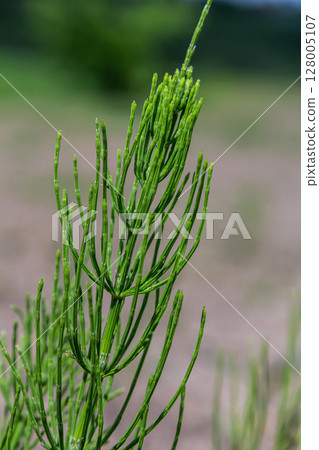 Horsetail field Equisetum arvense grows in the wild Horsetail field Equisetum arvense grows in the wild 128005107