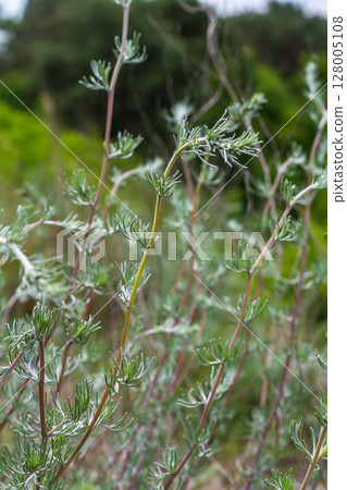 A type of wormwood grows in the wild - Artemisia marschalliana 128005108