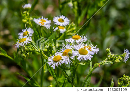 Erigeron annuus known as annual fleabane, daisy fleabane, or eastern daisy fleabane Erigeron annuus known as annual fleabane, daisy fleabane, or eastern daisy fleabane 128005109