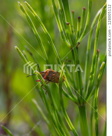 Horsetail field Equisetum arvense grows in the wild Horsetail field Equisetum arvense grows in the wild 128005112