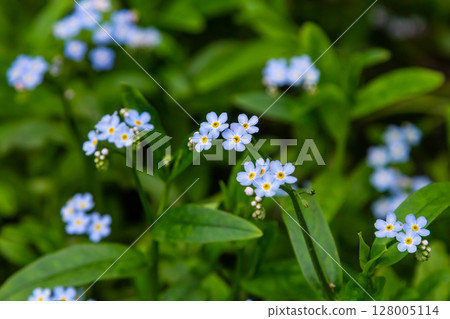 Water forget-me-not Myosotis scorpioides Myosotis palustris Myosotis flower tender flowers blossoming in spring time natural floral background Water forget-me-not Myosotis scorpioides Myosotis palustris Myosotis flower tender flowers blossoming in spring time natural floral background 128005114
