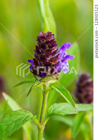 Prunella Vulgaris makro single natural flower, medicinal herbs nature background Prunella Vulgaris makro single natural flower, medicinal herbs nature background 128005123