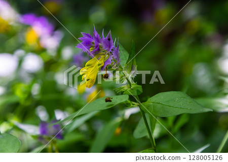 Wood cow-wheat, colorful meadow flower, detail of summer flower, Melampyrum nemorosum Wood cow-wheat, colorful meadow flower, detail of summer flower, Melampyrum nemorosum 128005126