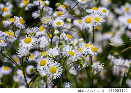 Erigeron annuus known as annual fleabane, daisy fleabane, or eastern daisy fleabane Erigeron annuus known as annual fleabane, daisy fleabane, or eastern daisy fleabane 128005131