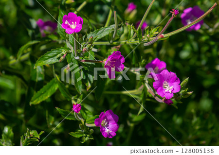 willow-herb epilobium hirsutum during flowering. Medicinal plant with red flowers 128005138