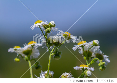 Erigeron annuus known as annual fleabane, daisy fleabane, or eastern daisy fleabane 128005140