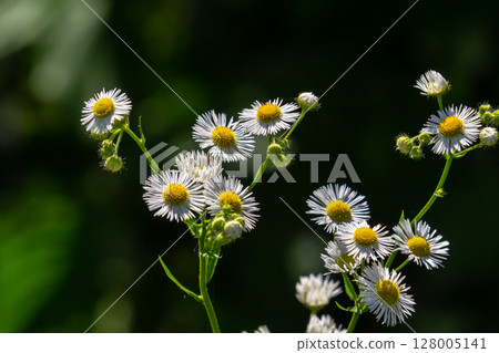 Erigeron annuus known as annual fleabane, daisy fleabane, or eastern daisy fleabane Erigeron annuus known as annual fleabane, daisy fleabane, or eastern daisy fleabane 128005141