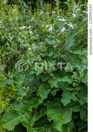 Arctium tomentosum, commonly known as the woolly burdock is a species of burdock belonging to the family Asteraceae 128005147