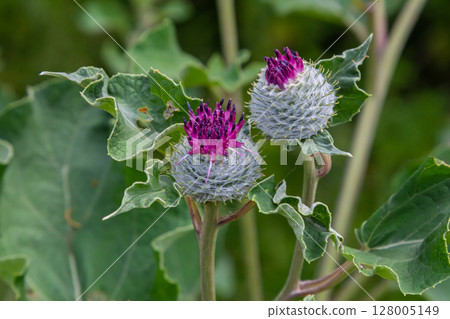 Arctium tomentosum, commonly known as the woolly burdock is a species of burdock belonging to the family Asteraceae Arctium tomentosum, commonly known as the woolly burdock is a species of burdock belonging to the family Asteraceae 128005149