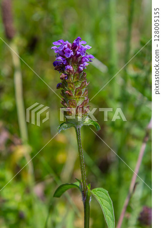 Prunella Vulgaris makro single natural flower, medicinal herbs nature background 128005155
