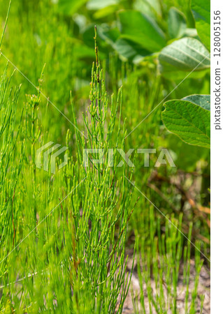 Horsetail field Equisetum arvense grows in the wild 128005156