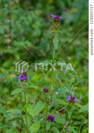 Prunella Vulgaris makro single natural flower, medicinal herbs nature background 128005157