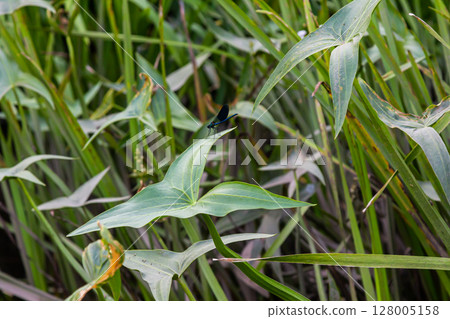 The wild aquatic plant Sagittaria sagittifolia grows in slow-flowing water 128005158