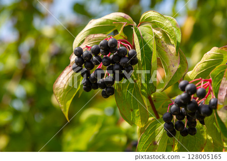 Cornus sanguinea is a perennial plant of the sod family. A tall shrub with small flowers and black inedible berries. Turf-well is grown as an ornamental plant Cornus sanguinea is a perennial plant of the sod family. A tall shrub with small flowers and black inedible berries. Turf-well is grown as an ornamental plant 128005165