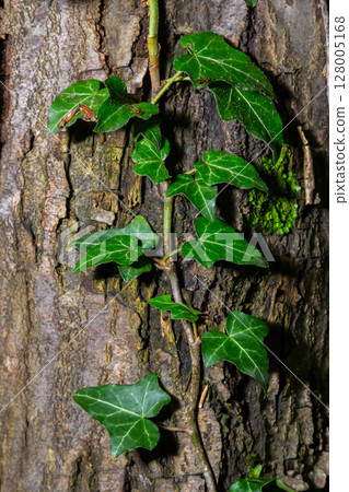 Fresh bright green leaves of ivy Hedera helix on grey-brown tree bark 128005168