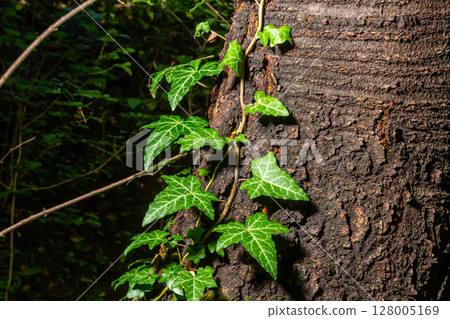 Fresh bright green leaves of ivy Hedera helix on grey-brown tree bark Fresh bright green leaves of ivy Hedera helix on grey-brown tree bark 128005169