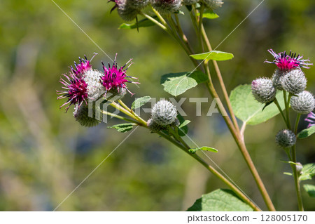 Arctium tomentosum, commonly known as the woolly burdock is a species of burdock belonging to the family Asteraceae 128005170