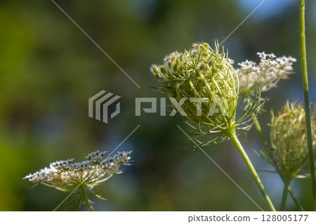 Daucus carota known as wild carrot blooming plant Daucus carota known as wild carrot blooming plant 128005177
