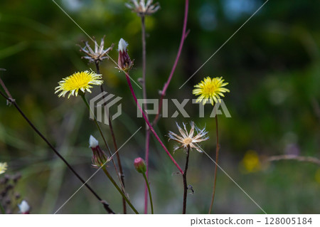Hieracium laevigatum or smooth hawkweed. Hieracium, known by the common name hawkweed and classically as hierakion. Floral desktop background. Hieracium caespitosum, commonly known as meadow hawkweed Hieracium laevigatum or smooth hawkweed. Hieracium, known by the common name hawkweed and classically as hierakion. Floral desktop background. Hieracium caespitosum, commonly known as meadow hawkweed 128005184