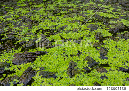 Least duckweed plants, Lemna minuta, on a water surface 128005186