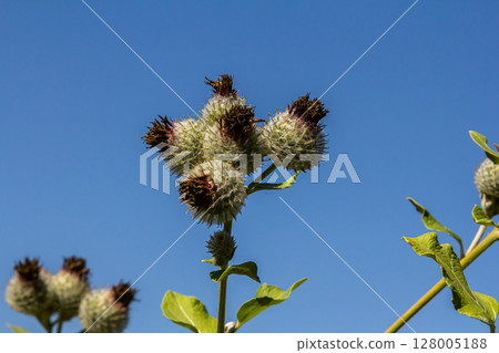 Arctium tomentosum, commonly known as the woolly burdock is a species of burdock belonging to the family Asteraceae Arctium tomentosum, commonly known as the woolly burdock is a species of burdock belonging to the family Asteraceae 128005188