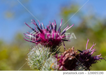 Arctium tomentosum, commonly known as the woolly burdock is a species of burdock belonging to the family Asteraceae Arctium tomentosum, commonly known as the woolly burdock is a species of burdock belonging to the family Asteraceae 128005190