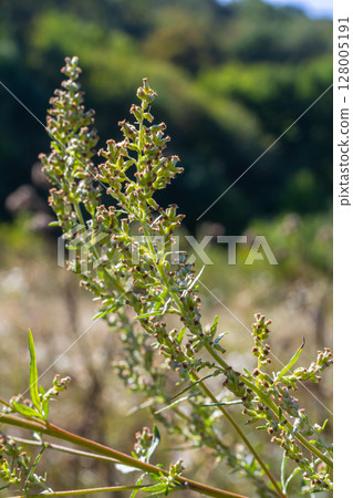 A type of wormwood grows in the wild - Artemisia marschalliana A type of wormwood grows in the wild - Artemisia marschalliana 128005191